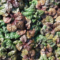 Ajuga pyramidalis 'Metallica Crispa'